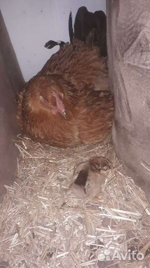 Цыплята породы Кучинская Юбилейная