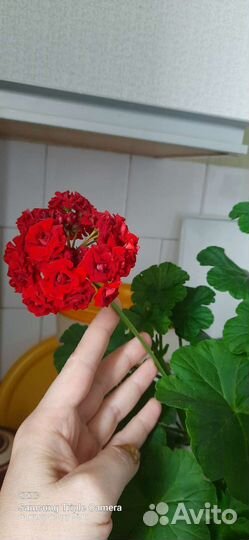 Пеларгония герань сортовая роза