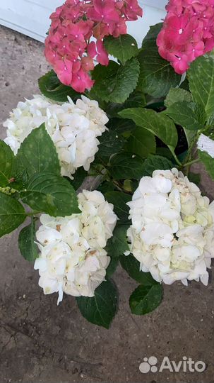 Гортензия