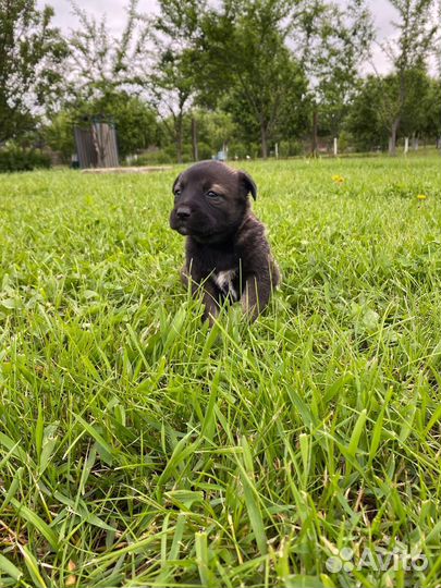 Собака Балкарской породы