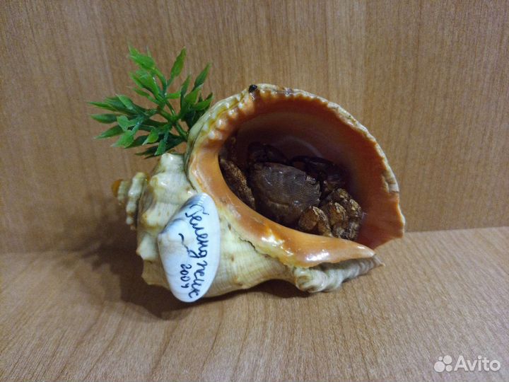Ракушка сувенир Геленджик