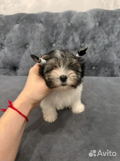 Щенки бивер йорка