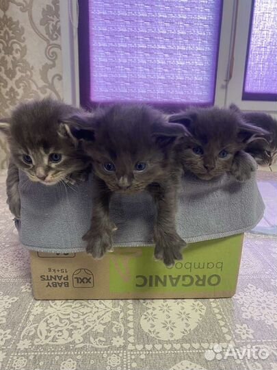 Мейн-кун вязка