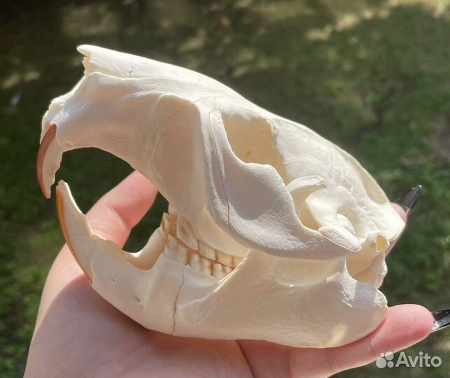 Череп животного