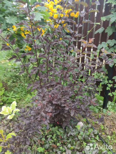 Спирея японская Фаерлайт Макрофила, пузыреплодник