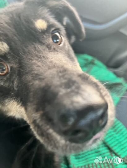 Щенок-подросток