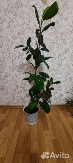 Фикус каучуконосный (эластика)