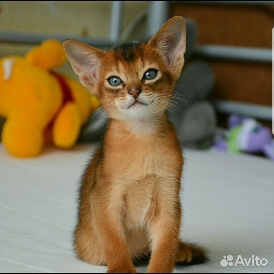 Абиссинские котята
