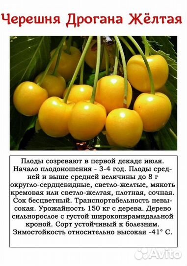 Саженцы черешни