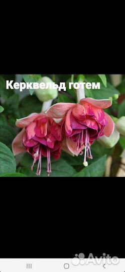 Сортовые фуксии