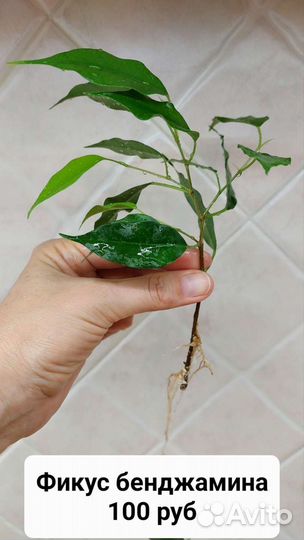 Комнатные растения