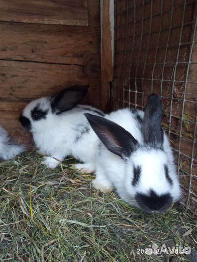 Кролики разных пород