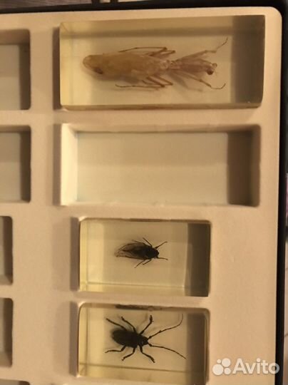 Насекомые в стекле коллекця