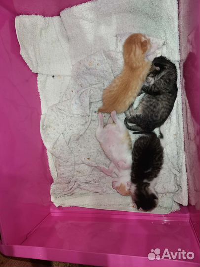 Котята в добрые руки