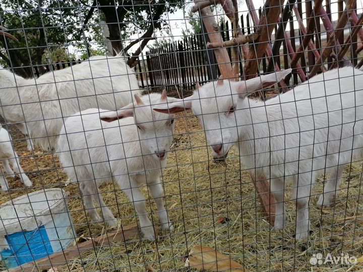 Козлята на развод. Поросята-кармалы