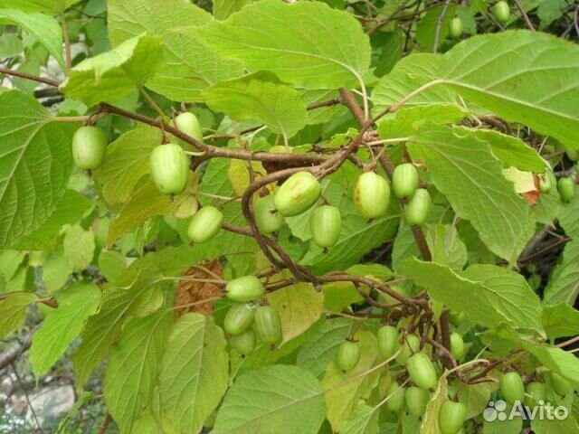 Актинидия коломикта