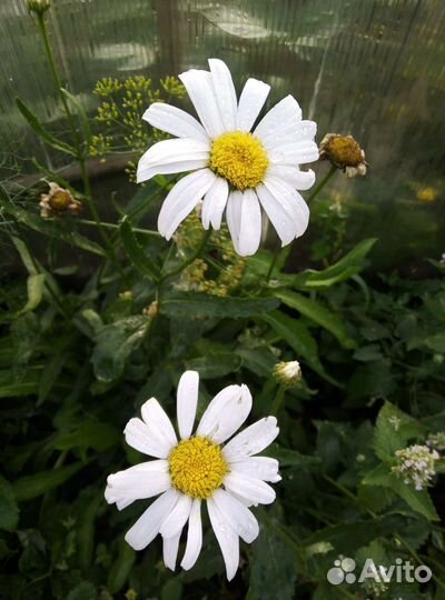 Ромашка Стефания