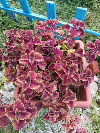 Колеусы сортовые