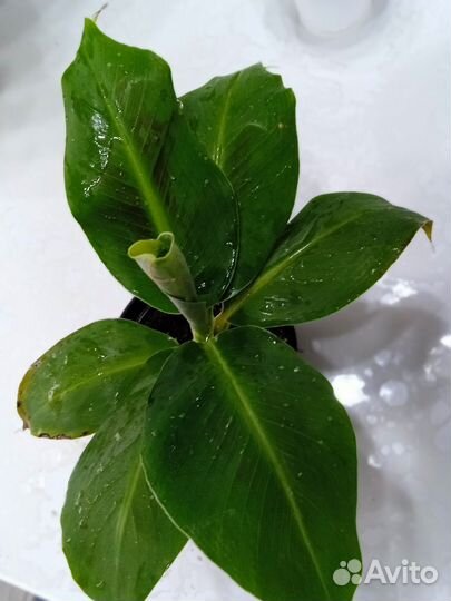 Комнатный банан