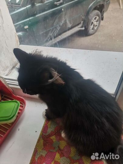 Котёнок в добрые руки. Очень подвижный котёнок