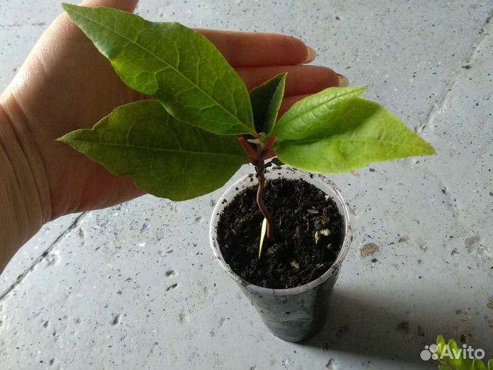 Хурма королёк