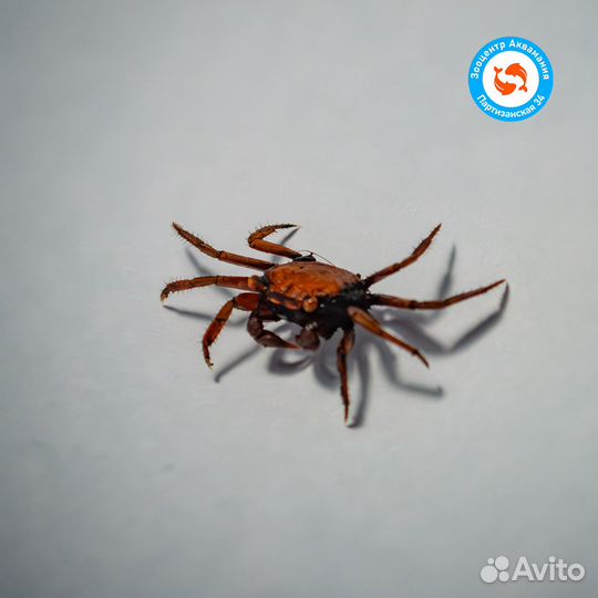 Крабы (Geosesarma) и (Gecarcinidae)