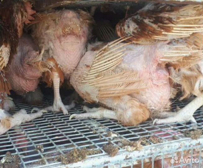 Куры несушки