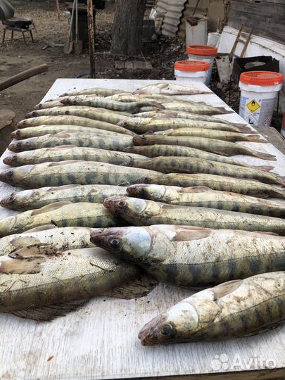 Рыбалка в Маково