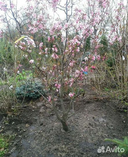 Яблоня недзвецкого