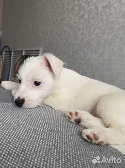 Собака джек расл терьер