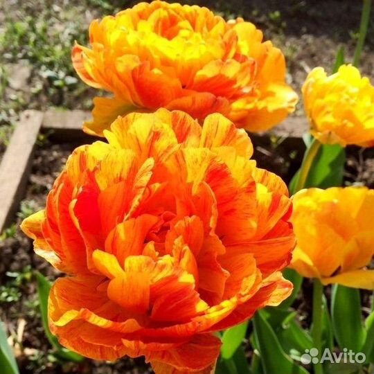 Тюльпан Айс Крим махровый и другие сорта