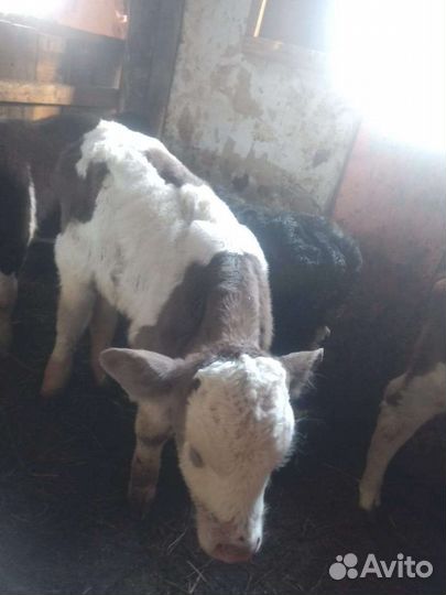 Телочки и бычки