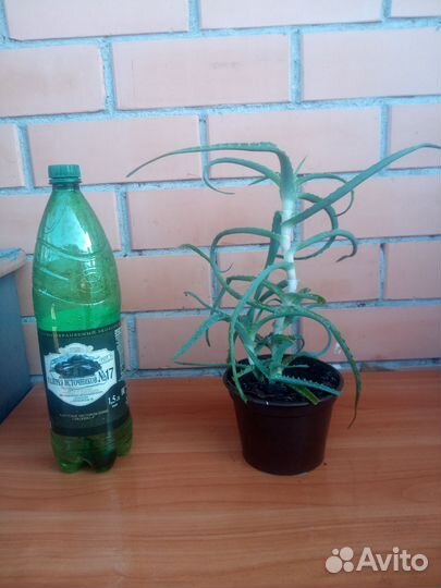 Алоэ столетник