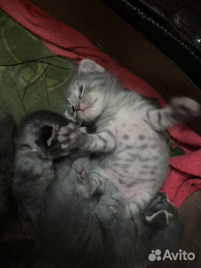 Отдам котенка в добрые руки
