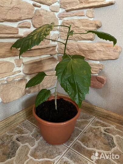 Гибискус махровый, китайская роза (красный )