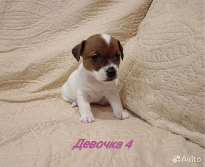 Щенки Джек Рассел терьер