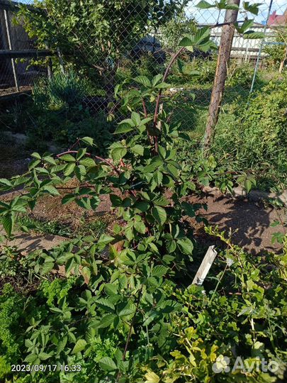 Саженцы ежевики