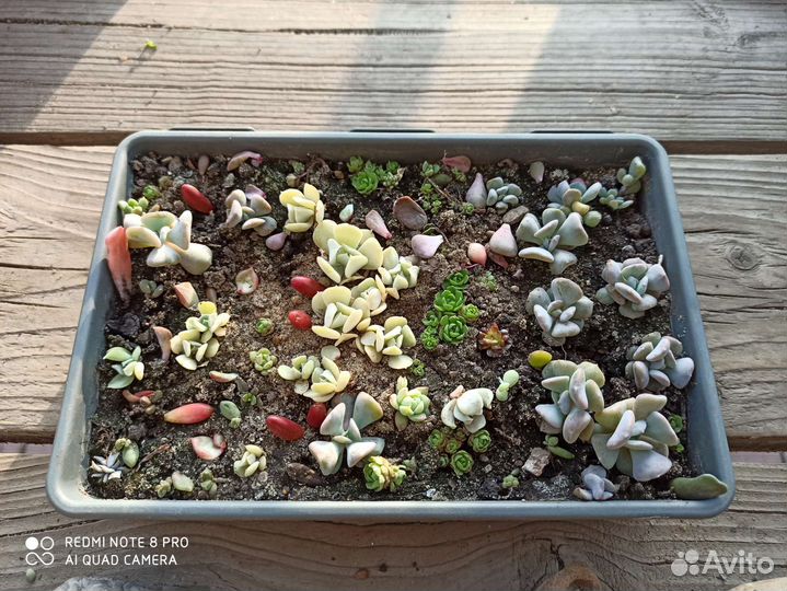 Суккуленты, крассулы(толстянка)