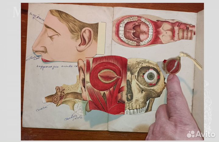 Вкладка-раскладушка - Анатомия головы