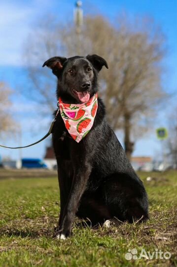 Молодая собака из приюта ждет семью
