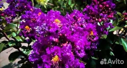 Лагерстремия