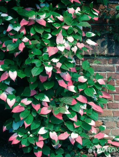 Актинидия коломикта