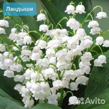 Ландыши