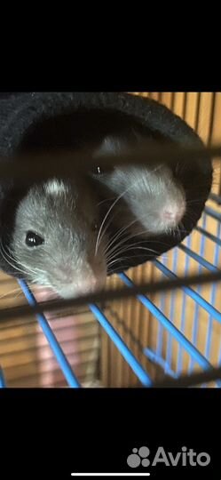 Крысы дамбо