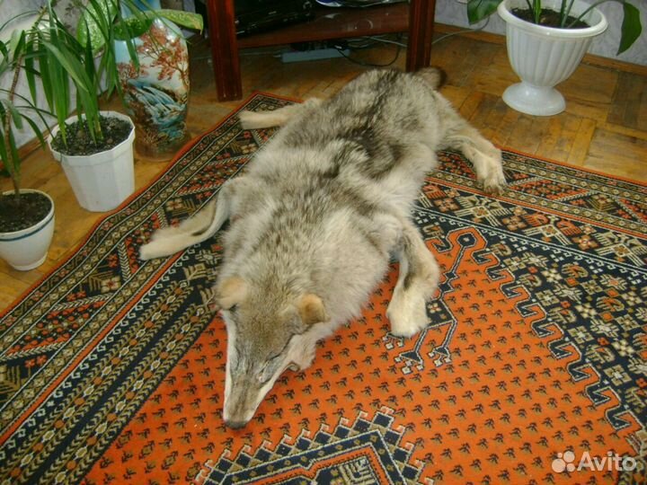 Шкура волка