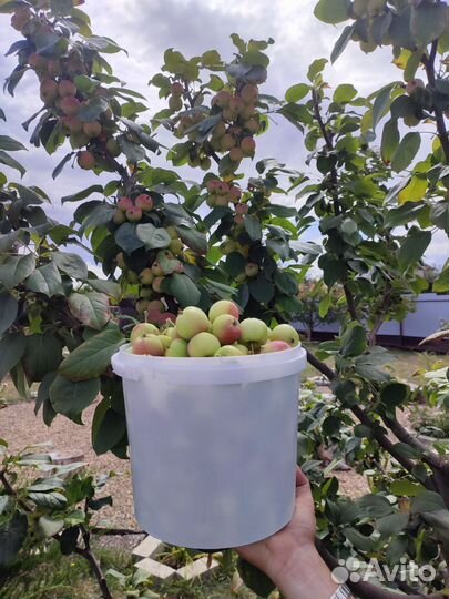 Фрукты и овощи