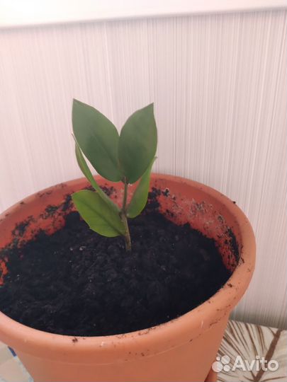 Долоровое дерево