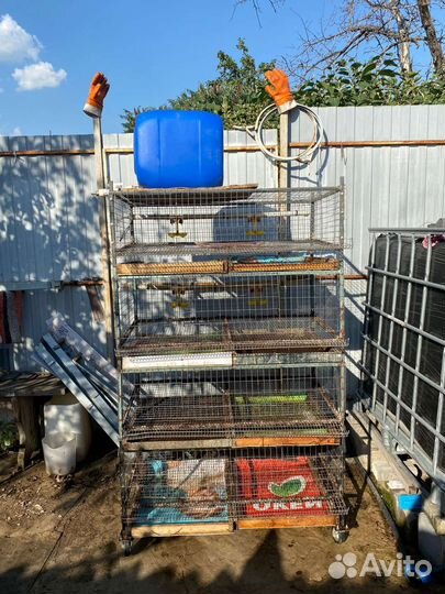 Перепелиная клетка