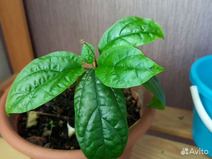 Клеродендрум Томпсона