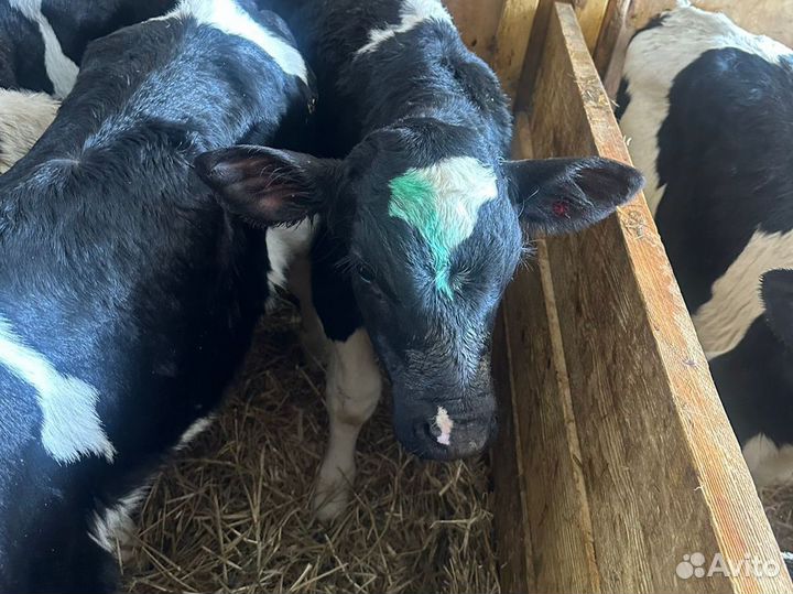 Телята бычки